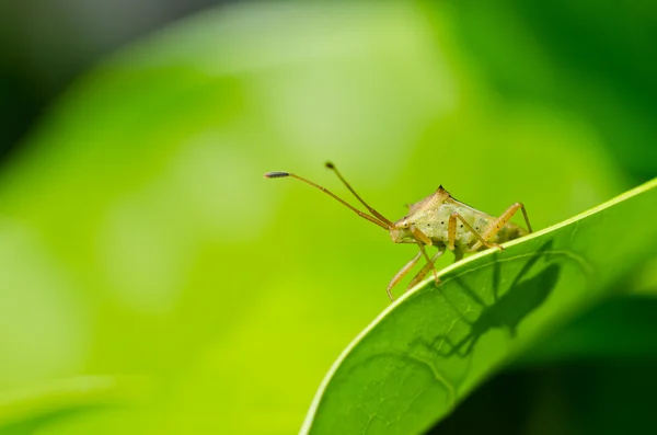 Hemiptera na natureza verde — Fotografia de Stock