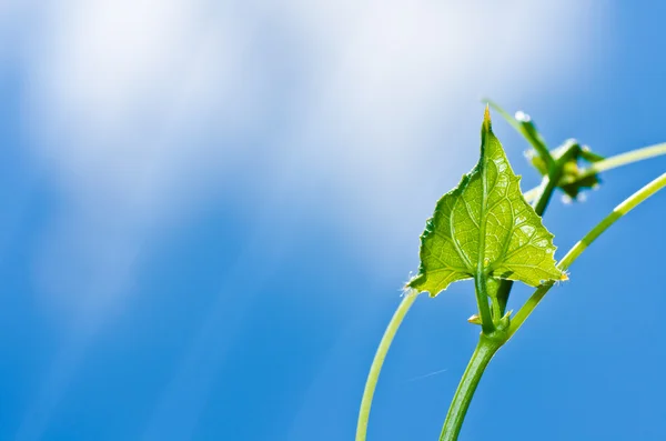 Folha verde e céu azul — Fotografia de Stock