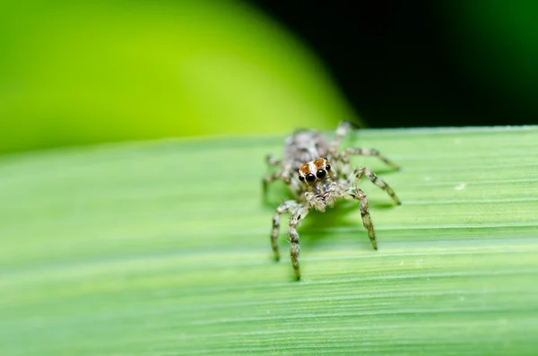 自然の中でクモ — ストック写真
