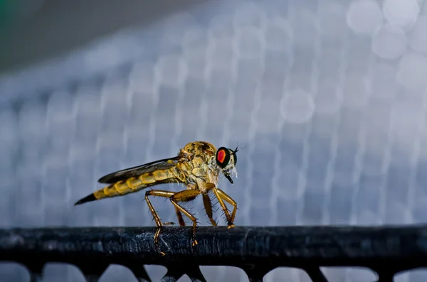 緑の自然の中で robberfly — ストック写真