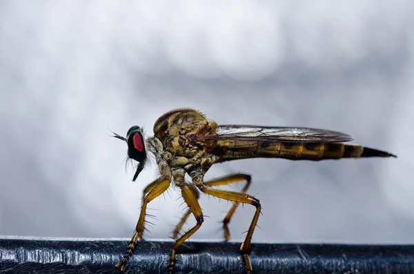 Robberfly na natureza verde — Fotografia de Stock