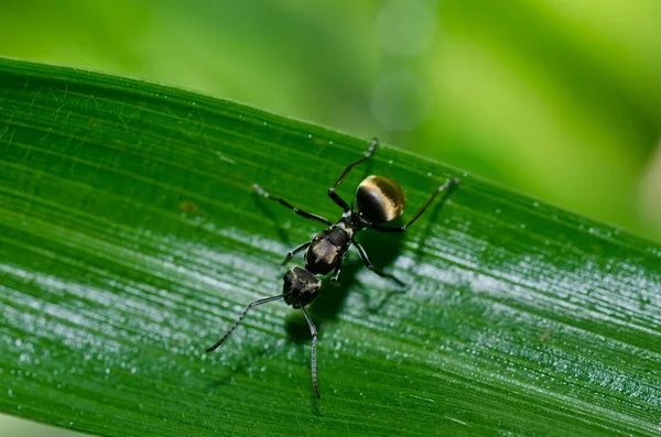 Чёрный муравей в зелёной природе — стоковое фото
