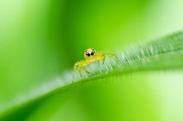 Spin in de groene natuur springen — Stockfoto