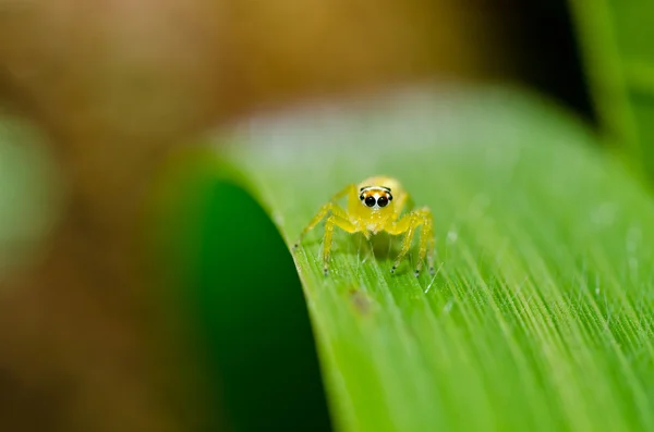 Стрибки павука в зеленій природі — стокове фото