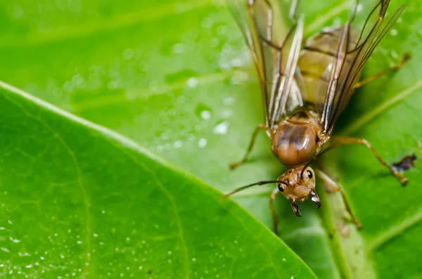Королева муравьев в зеленой природе — стоковое фото