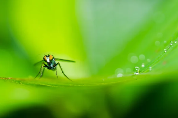Pernas longas voam na natureza verde — Fotografia de Stock