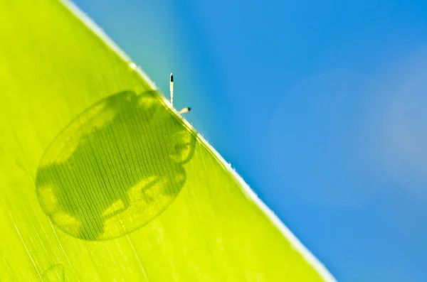 Besouro laranja na natureza verde — Fotografia de Stock