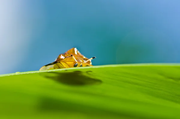 Помаранчевий жук у зеленій природі — стокове фото