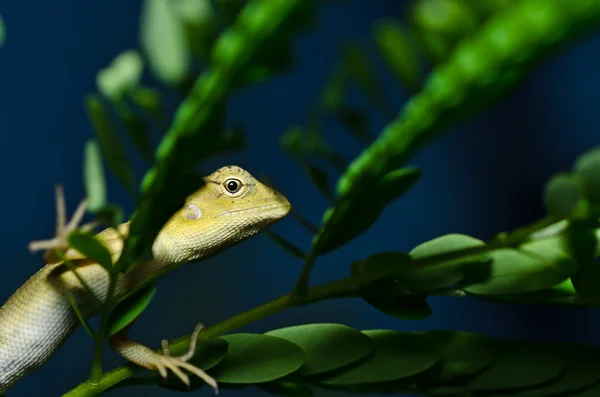 在绿色自然中的蜥蜴 — 图库照片