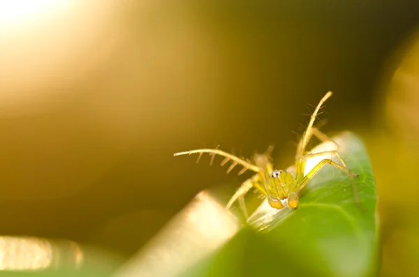 Långa ben spindel i naturen — Stockfoto