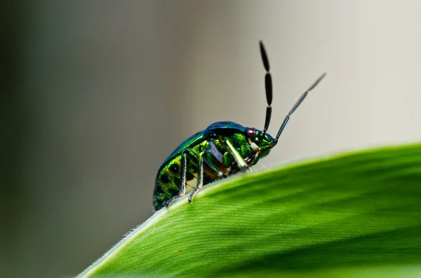 Jewel beetle in green nature — Stock Photo, Image