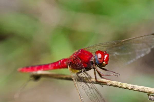 stock image Dragonfly in garden