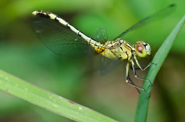 Dragonfly i trädgården — Stockfoto