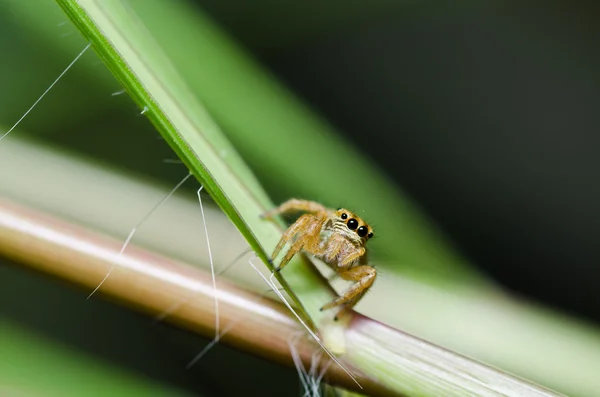 跳跃的绿色自然的蜘蛛 — 图库照片