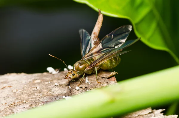 Hormiga reina en la naturaleza verde —  Fotos de Stock