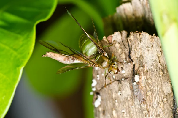 Königin Ameise in grüner Natur — Stockfoto