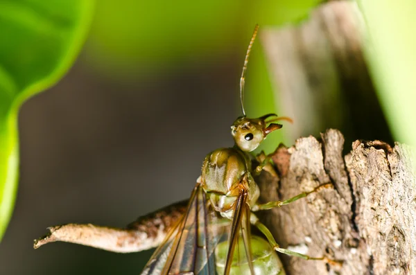 Kraliçe karınca yeşil doğa — Stok fotoğraf