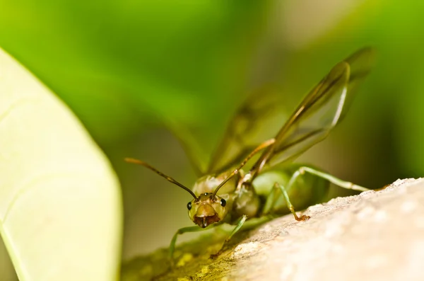 Queen hangya zöld természet — Stock Fotó