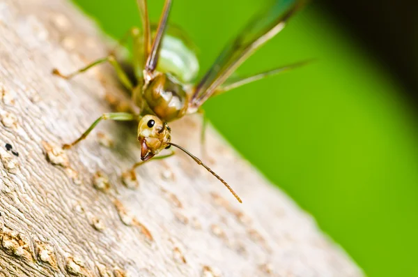 Hormiga reina en la naturaleza verde — Foto de Stock