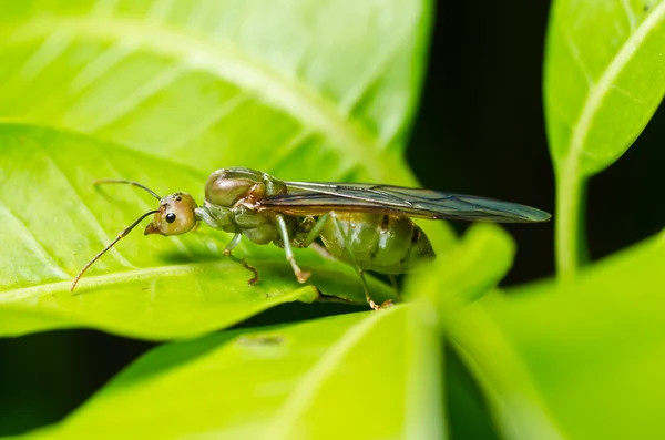 Βασίλισσα μυρμηγκιών στο πράσινο της φύσης — Φωτογραφία Αρχείου