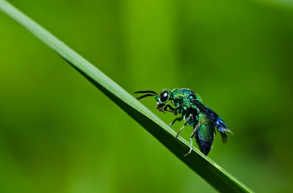 Green wasp in green nature or in garden — Stock Photo, Image