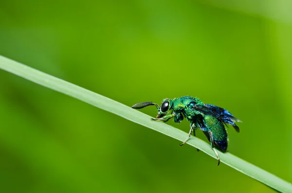 Grüne Wespe in der grünen Natur oder im Garten — Stockfoto