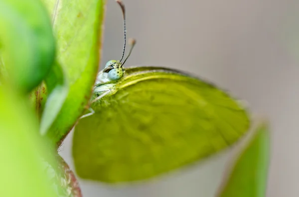 녹색을 띤 나비 — 스톡 사진