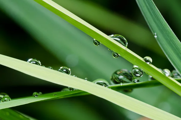 Frischwassertropfen in der grünen Natur — Stockfoto