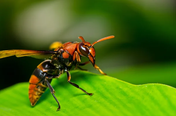 Wespe in der grünen Natur oder im Garten — Stockfoto