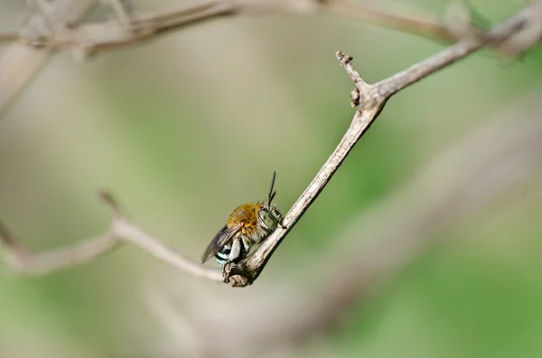 Amegilla zonata yeşil doğa — Stok fotoğraf