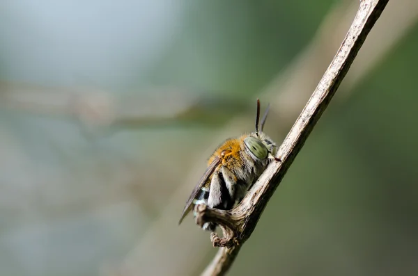Amegilla zonata yeşil doğa — Stok fotoğraf