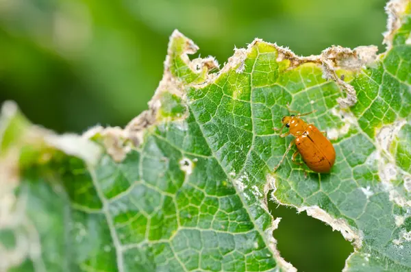 Escarabajo naranja en la naturaleza verde —  Fotos de Stock