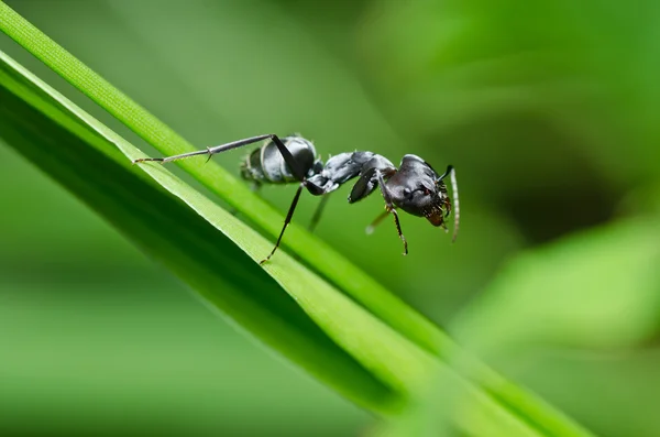 Black ant in green nature — Stock Photo, Image