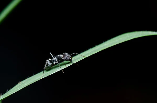 Zwarte ant in de groene natuur — Stockfoto