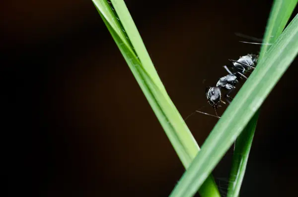 Svart myra i naturen — Stockfoto