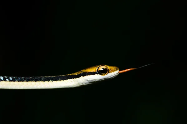 緑の自然の中で小さなヘビ — ストック写真