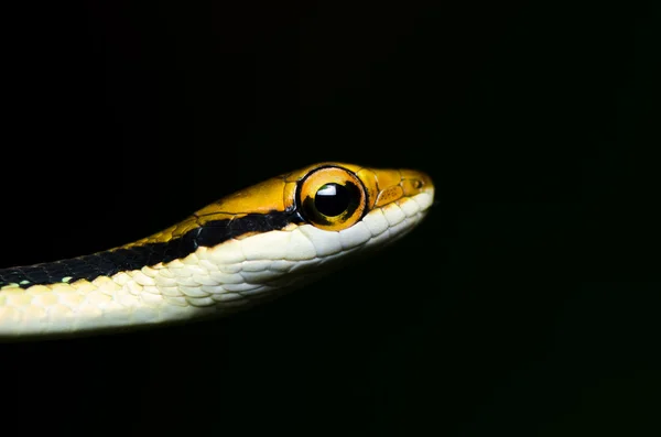 Маленькая змея в зеленой природе — стоковое фото
