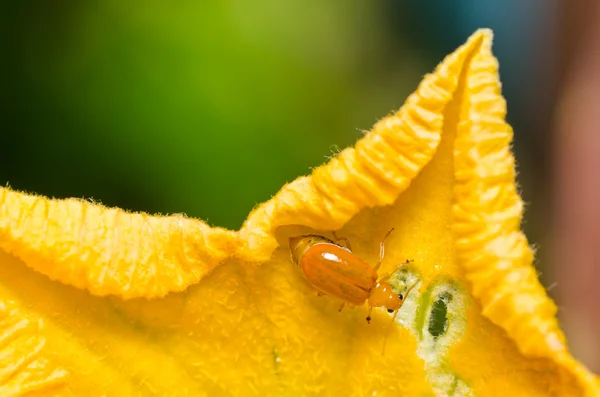 Πορτοκαλί σκαθάρι στο πράσινο της φύσης — Φωτογραφία Αρχείου