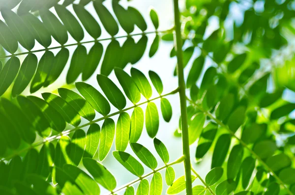 Grönt blad och solljus — Stockfoto