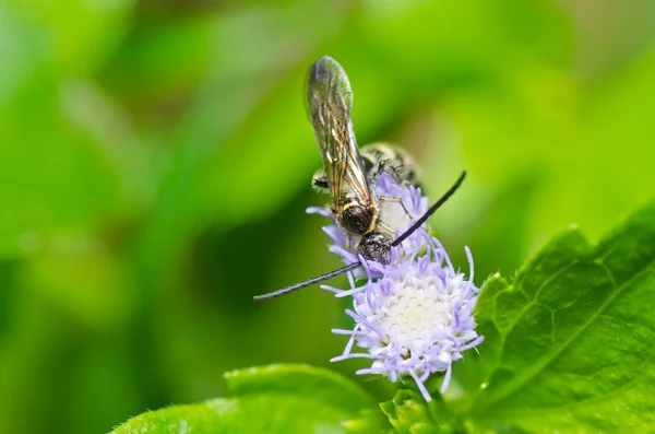 Yeşil doğanın mamut yaban arısı — Stok fotoğraf
