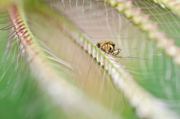 Skákání pavouk v zeleni — Stock fotografie