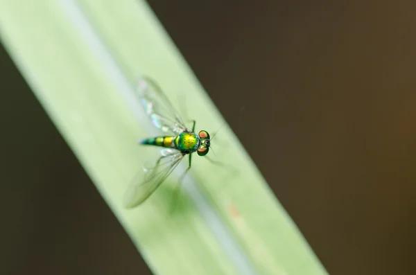 长长的腿飞在绿色自然 — 图库照片