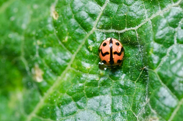 stock image Ladybug in green nature