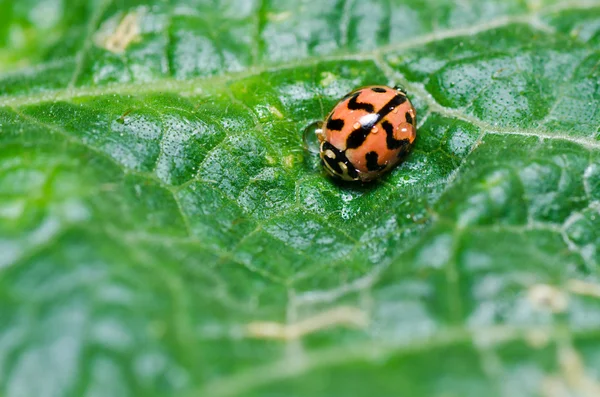 stock image Ladybug in green nature