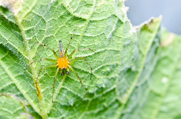 Długie nogi pająka na łonie natury — Zdjęcie stockowe