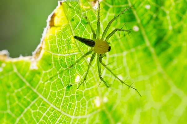 Długie nogi pająka na łonie natury — Zdjęcie stockowe