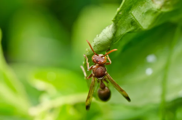 緑の自然や庭園のスズメバチ — ストック写真