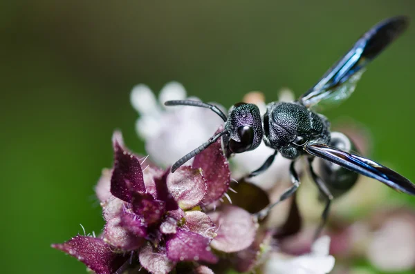 Schwarze Wespe in der grünen Natur oder im Garten — Stockfoto