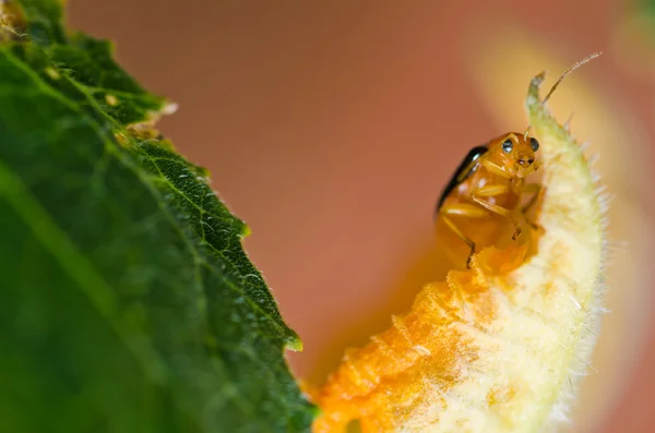 Pomarańczowy chrząszcz w zieleni — Zdjęcie stockowe