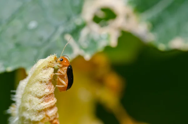 Coléoptère orange dans la nature verte — Photo